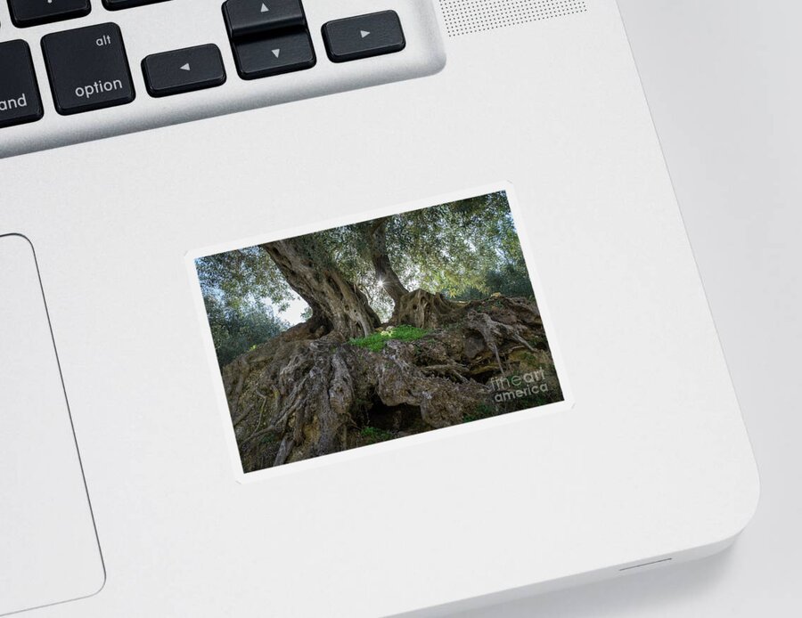 Olive Sticker featuring the photograph In the shade of the olive tree by Adriana Mueller