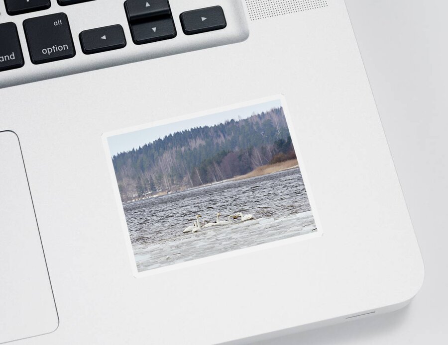 Cygnus Cygnus Sticker featuring the photograph In the strong winds. Whooper swan by Jouko Lehto