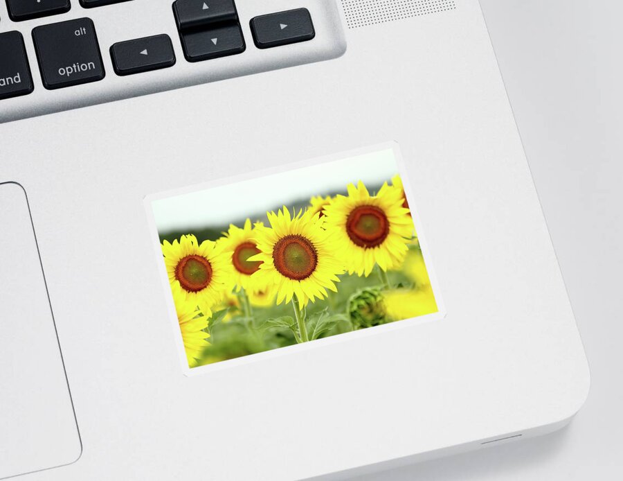 Sunflower Sticker featuring the photograph In Your Face by Lens Art Photography By Larry Trager