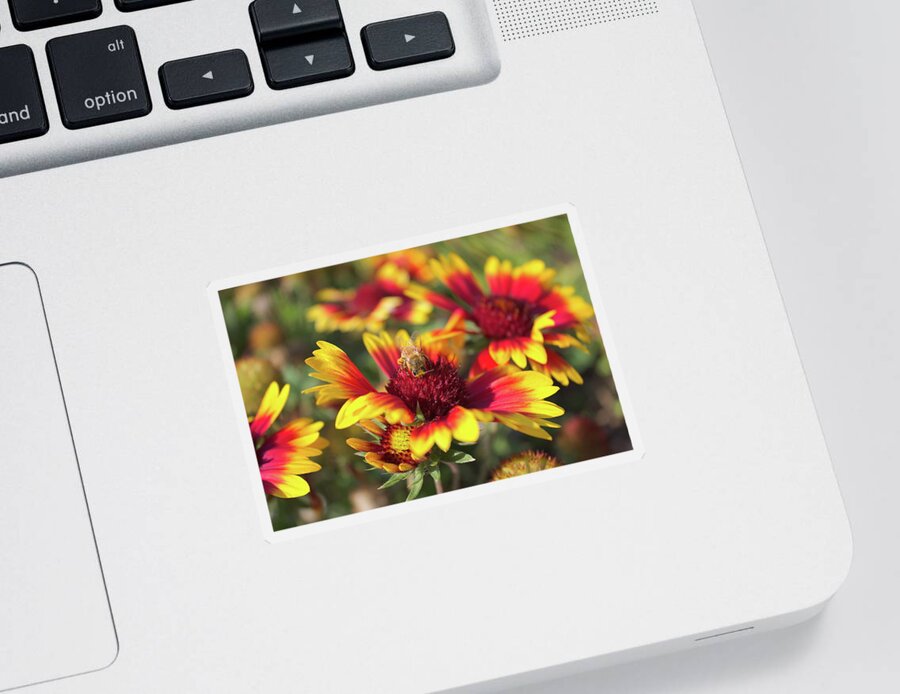 Indian Blanket Sticker featuring the photograph Indian Blanket and bee by Jean Evans