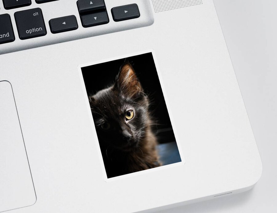 Cat Sticker featuring the photograph Innocent by DArcy Evans