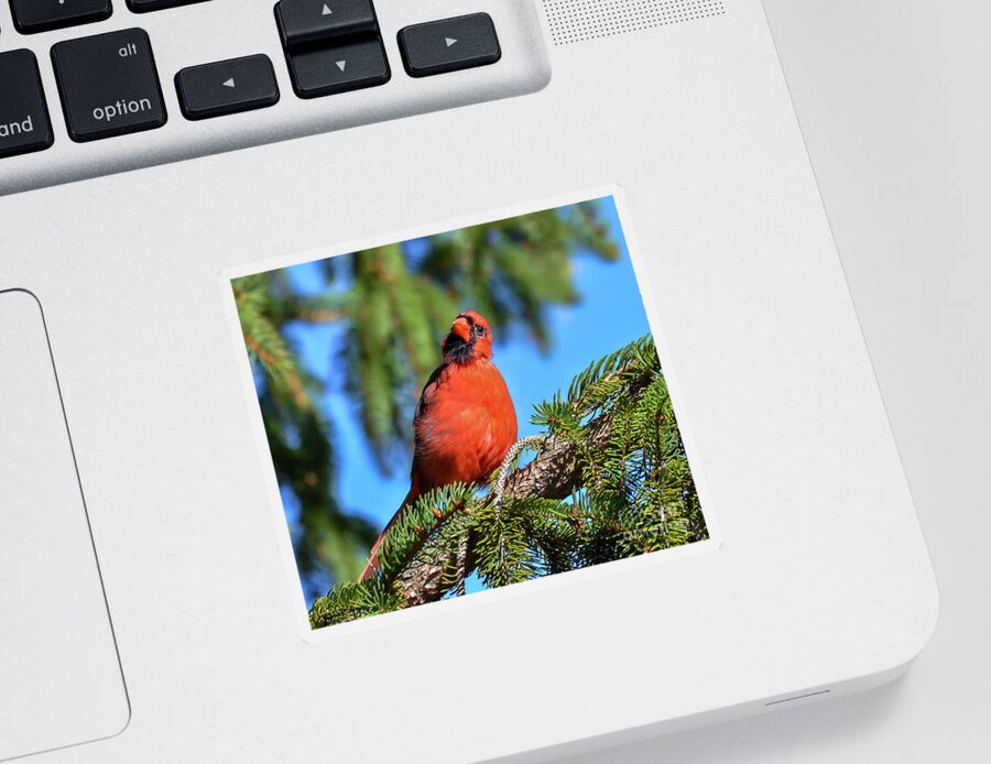 Male Cardinal Sticker featuring the photograph Inquisitive Male Cardinal by Kerri Farley