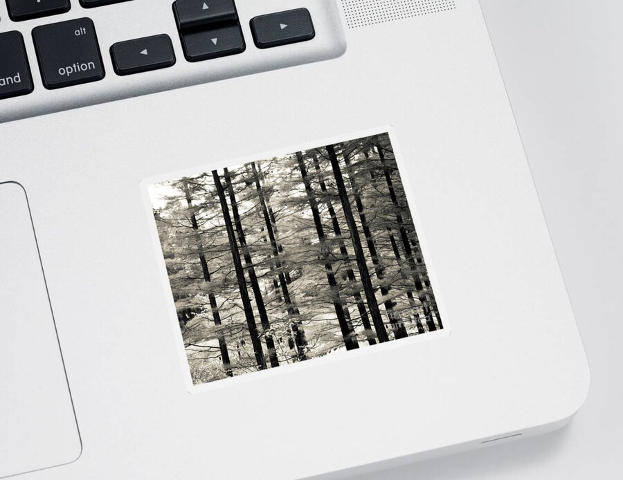 Monochrome Sticker featuring the photograph Into The Woods by Ana V Ramirez
