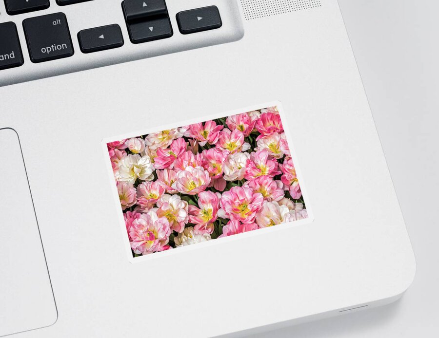 Tulips Sticker featuring the photograph Irresistible Peach Blossom Tulips by Elvira Peretsman