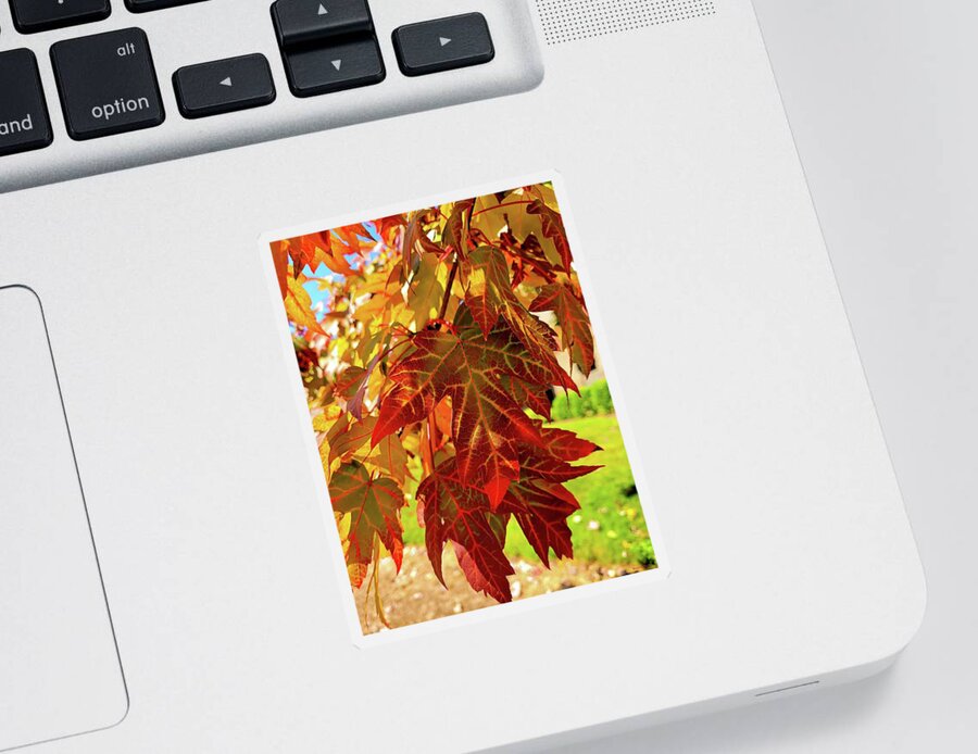 Leaves Sticker featuring the photograph It Is Time by Roberta Byram