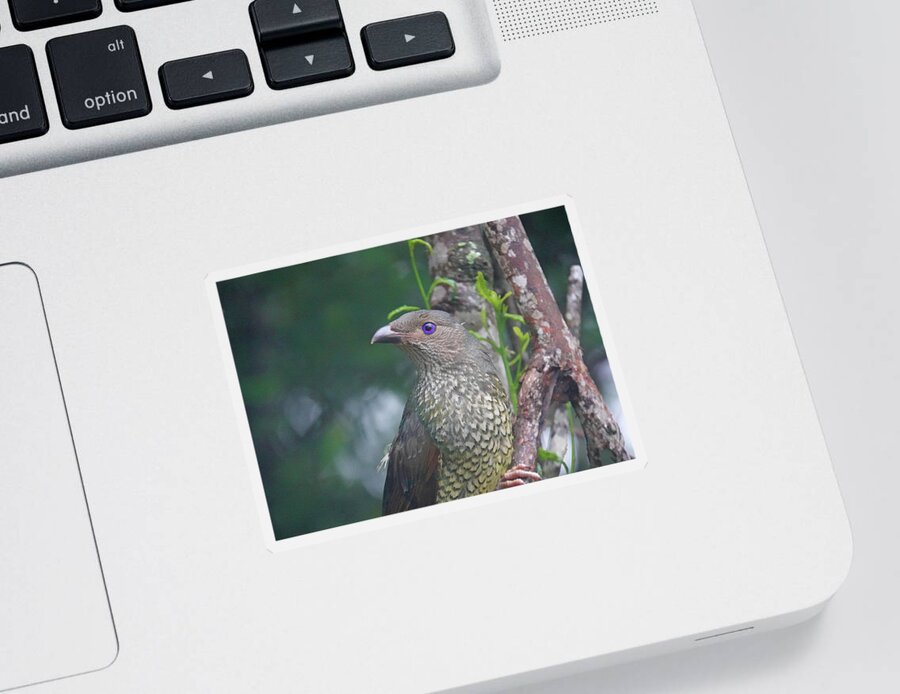Bowerbird Sticker featuring the photograph It's all in the Eye by Maryse Jansen