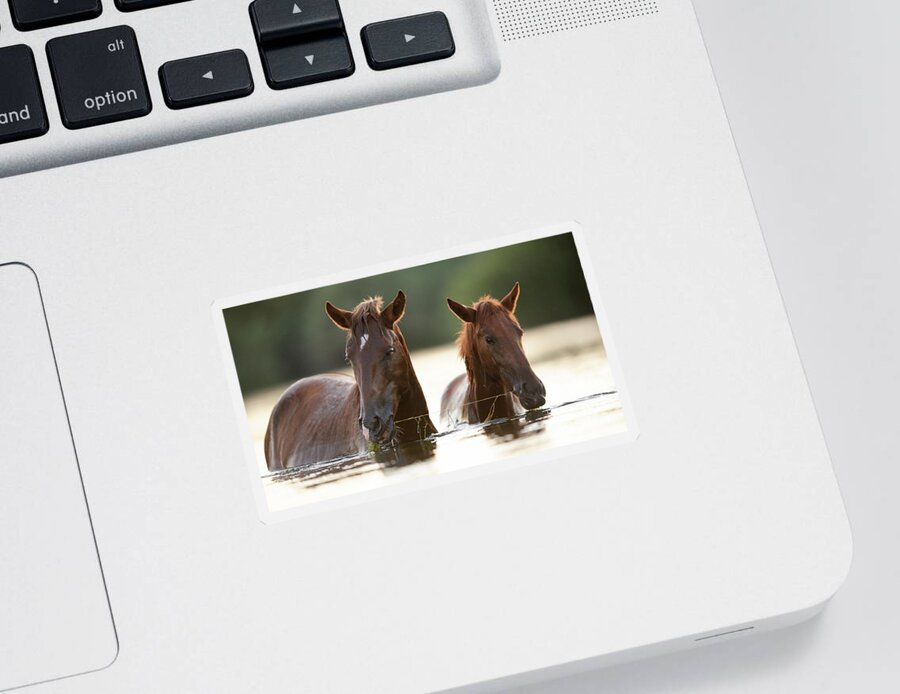 Salt River Wild Horses Sticker featuring the photograph It's Mine by Shannon Hastings