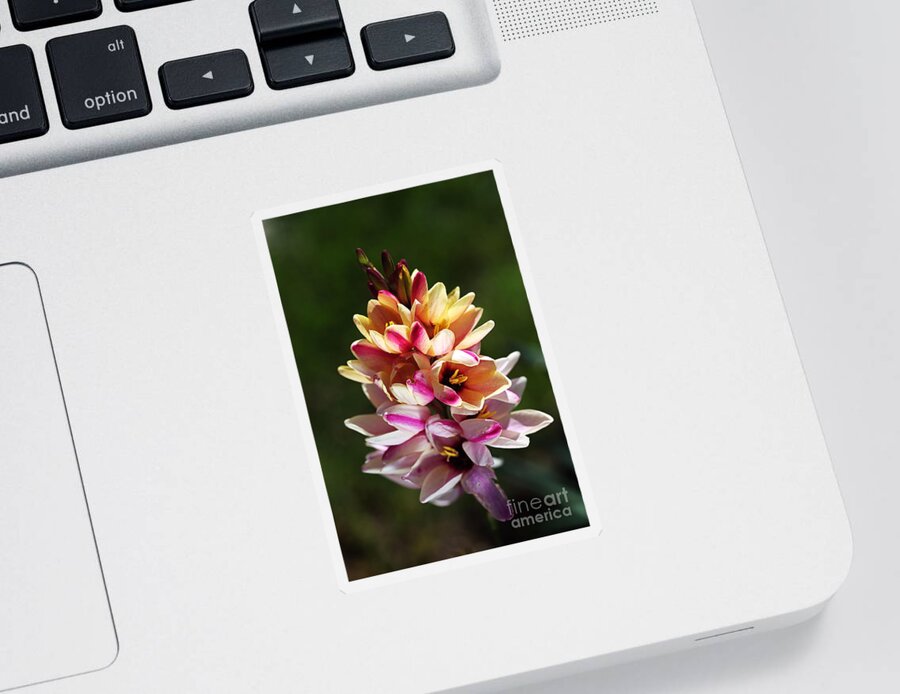 Bubbleblue Sticker featuring the photograph Ixia's Own Natural Bouquet by Joy Watson