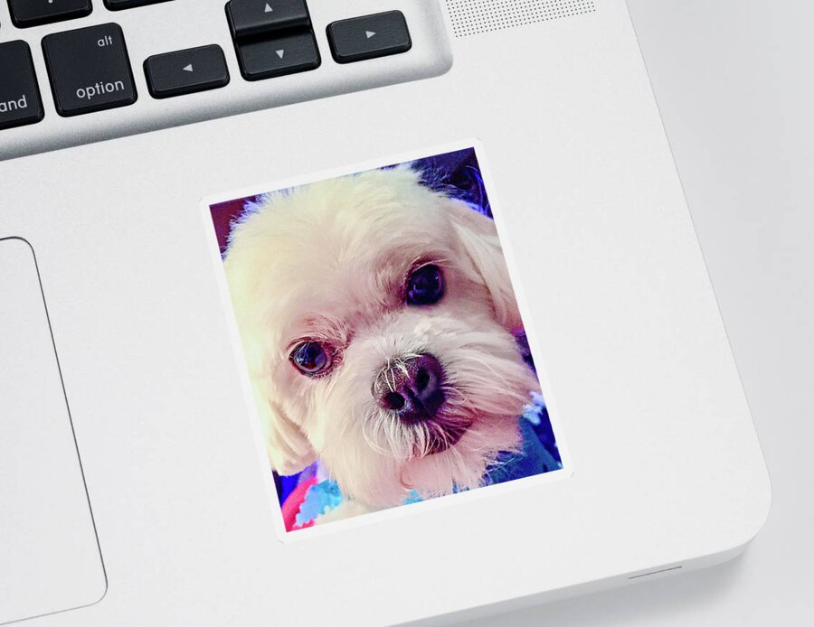 Dog Sticker featuring the photograph Best Friend by Kerry Obrist
