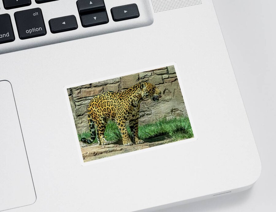 Sedona Sticker featuring the photograph Jaguar by Al Judge