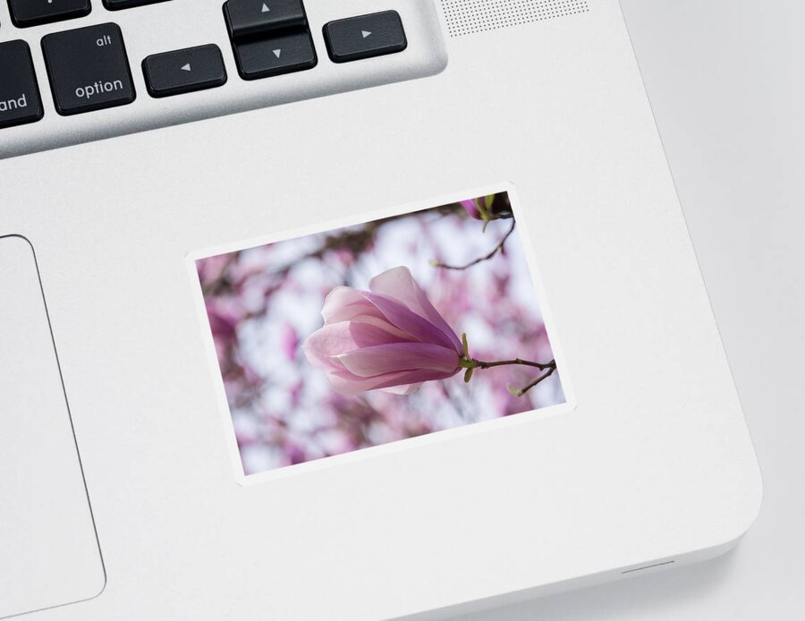 Magnolia Sticker featuring the photograph Jane Magnolia by Rose Guinther