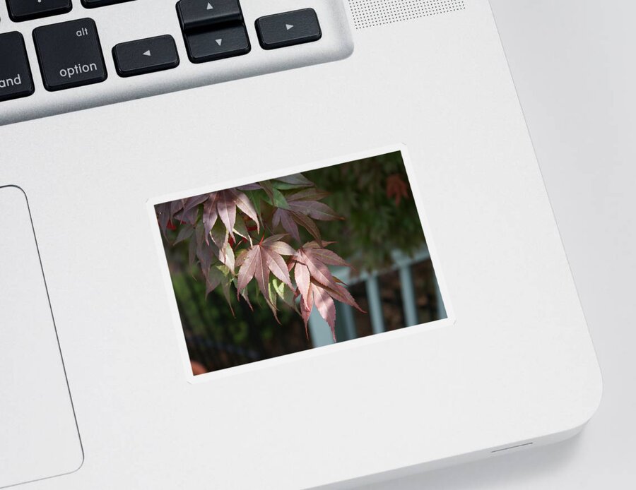  Sticker featuring the photograph Japanese Maple by Heather E Harman