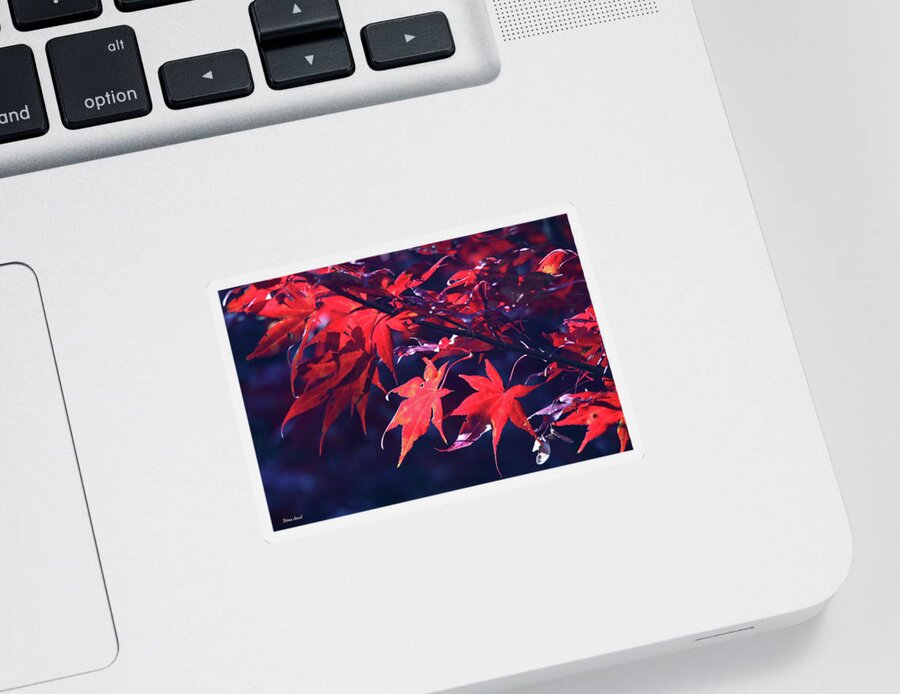 Trees Sticker featuring the photograph Japanese Maple Leaves by Trina Ansel