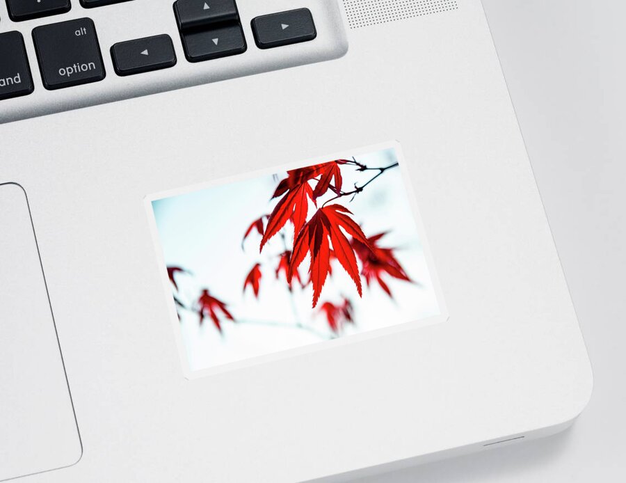 Grow Sticker featuring the photograph Japanese Maple by Pelo Blanco Photo