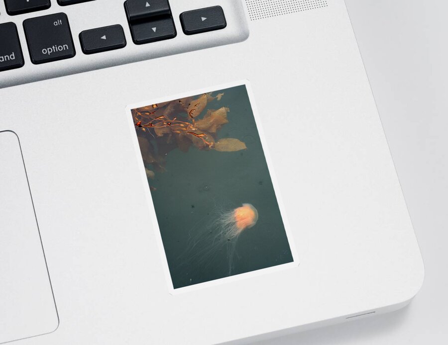 Sea Sticker featuring the photograph Jellofish And The Seaweedsies Turn East by Kreddible Trout