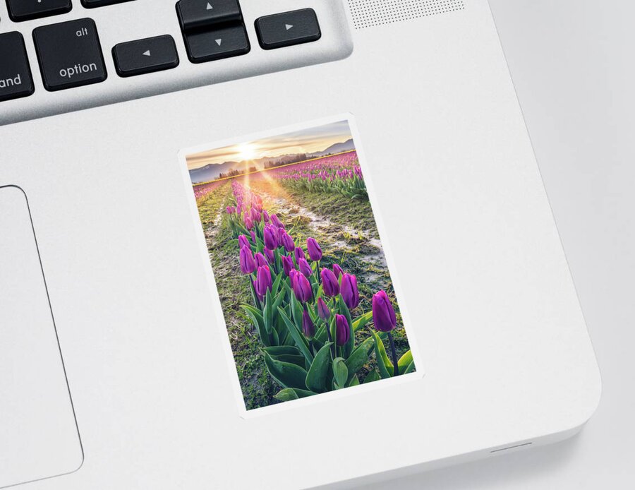 Tulips Sticker featuring the photograph Jewel Tone Tulips by Michael Rauwolf