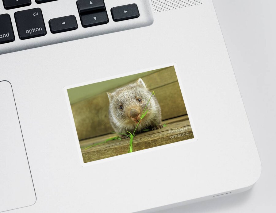 Wombat Sticker featuring the photograph joey of Wombat feeding by Benny Marty