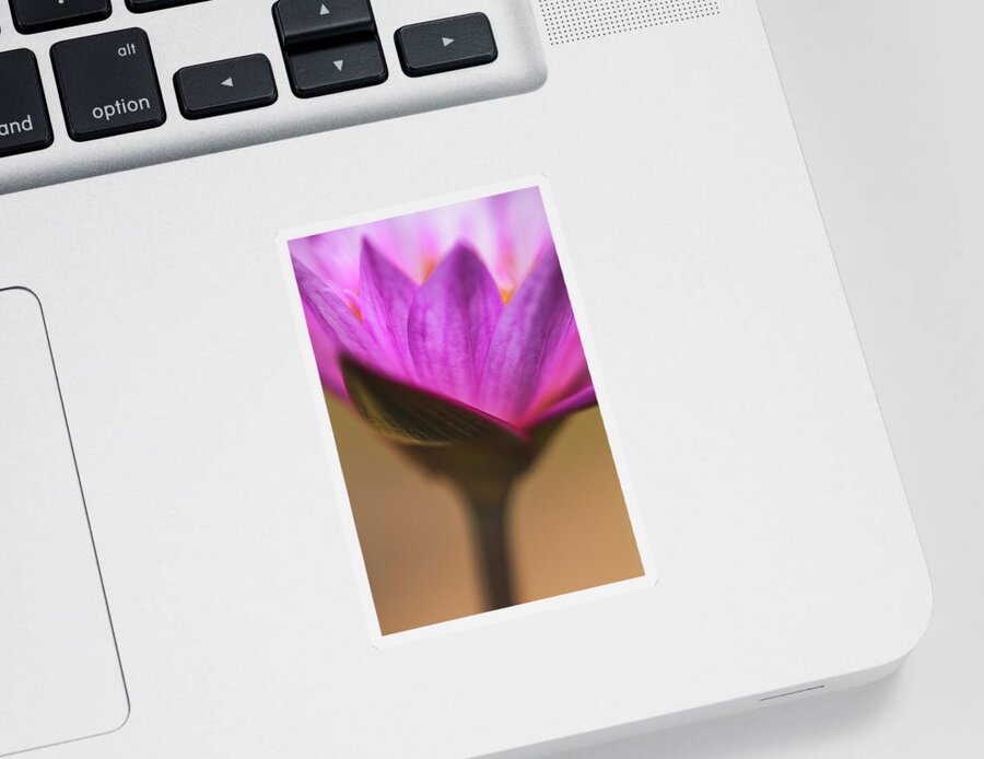 Flower Sticker featuring the photograph Joy by Laura Roberts