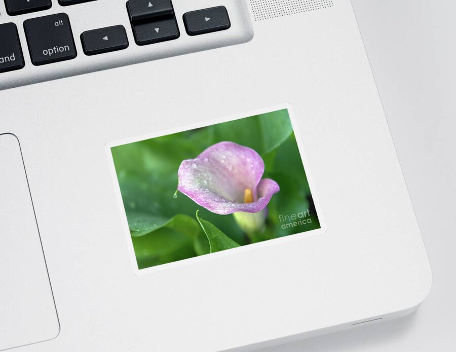 Calla Lily Sticker featuring the photograph Joyful Moments Calla Lily by Amy Dundon