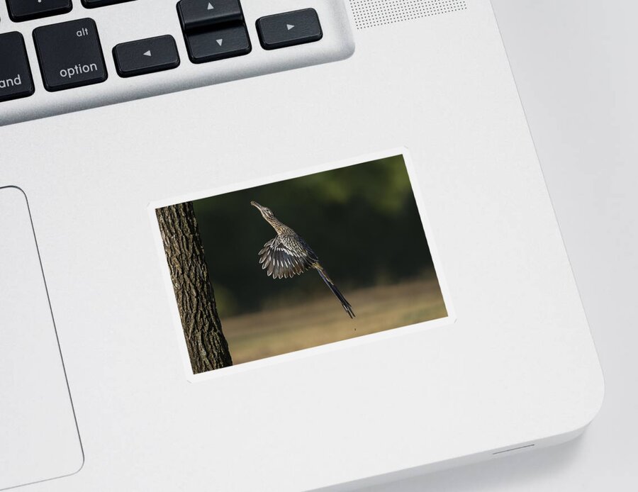 Greater Roadrunner Sticker featuring the photograph Jumping to Feed by Puttaswamy Ravishankar