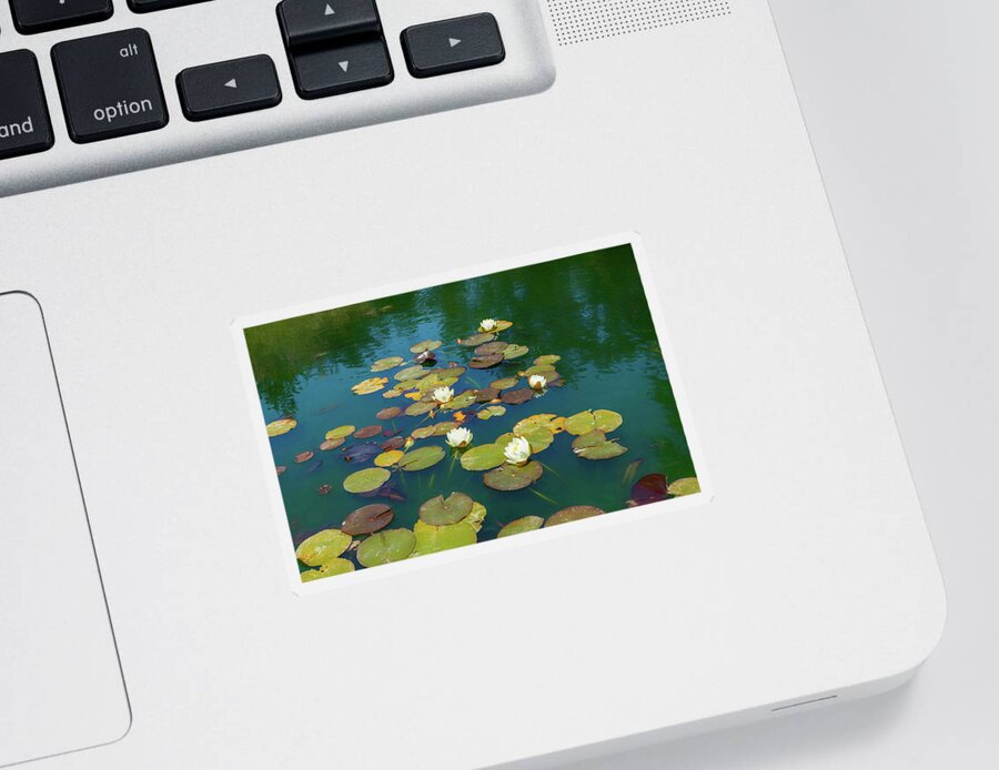 Water Lily Sticker featuring the photograph June Water Lilies on Pond by Bonnie Follett
