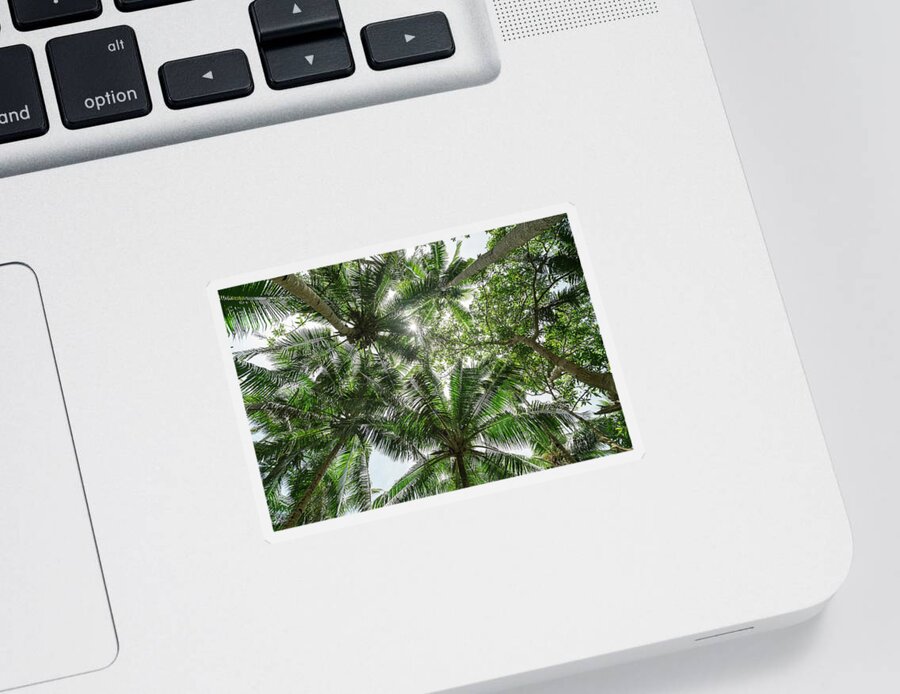 Trees Sticker featuring the photograph Jungle Canopy by James BO Insogna
