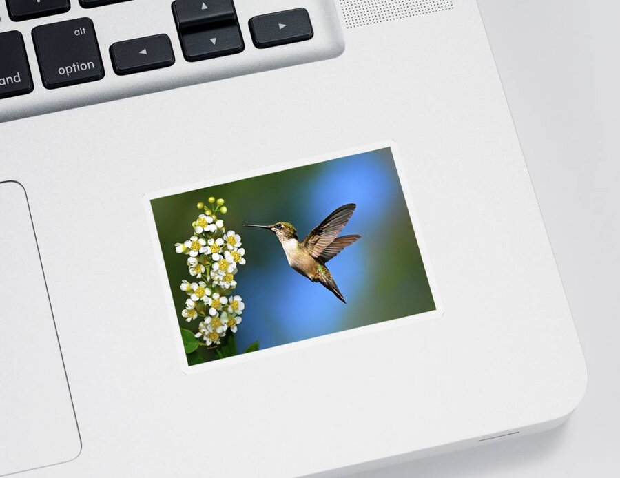 Hummingbird Sticker featuring the photograph Just Looking by Christina Rollo