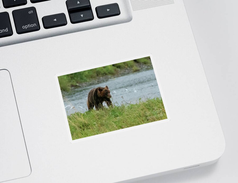 Alaska Sticker featuring the photograph Juvenile Brown Bear on the Bank of Pack Creek, Alaska by Nancy Gleason