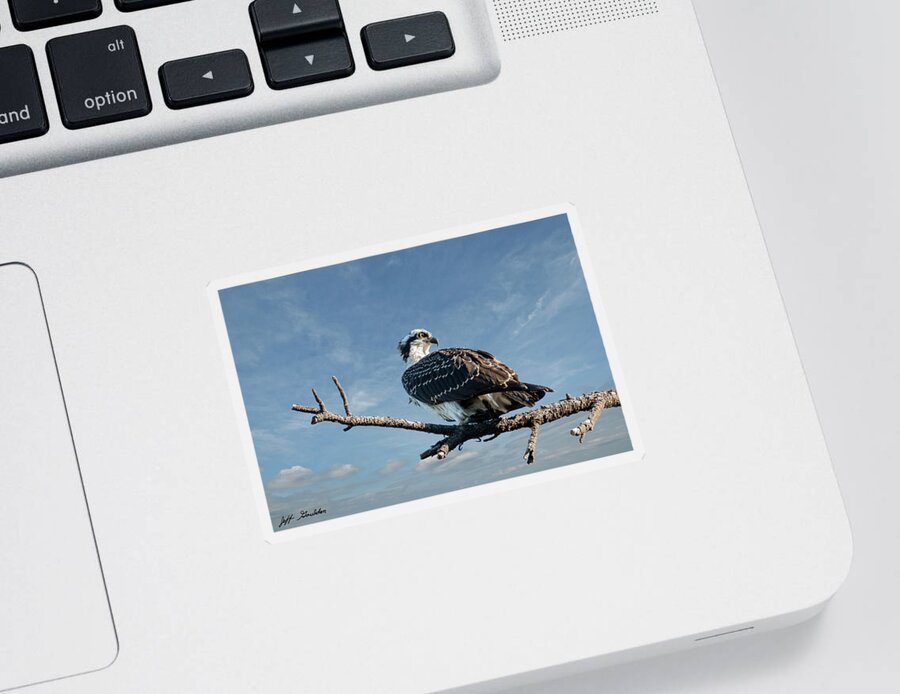 Animal Sticker featuring the photograph Juvenile Osprey Perched in a Tree by Jeff Goulden