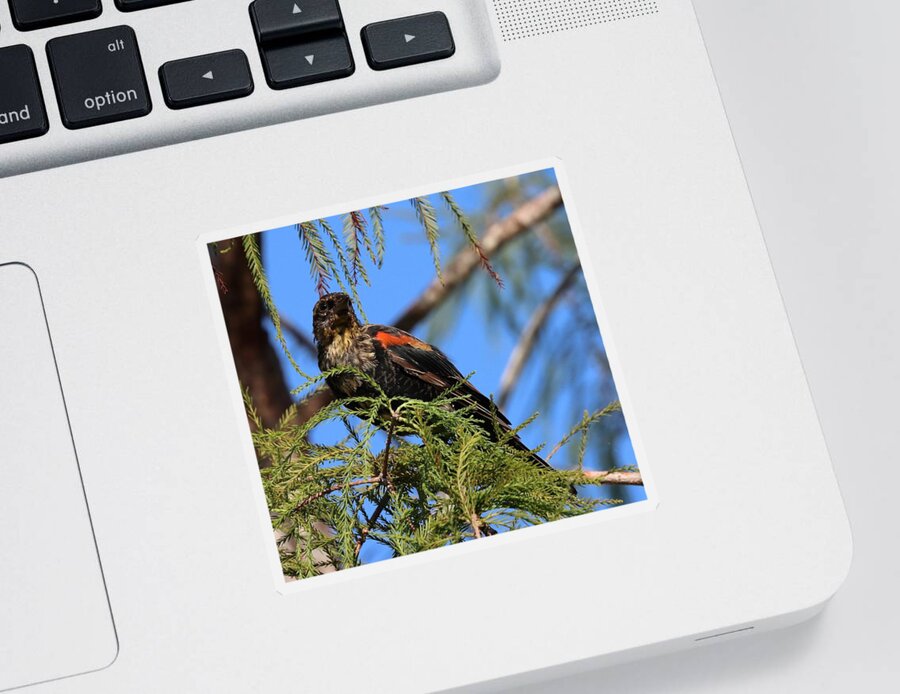 Black Bird Sticker featuring the photograph Juvenile Red-Winged Black Bird by Mingming Jiang