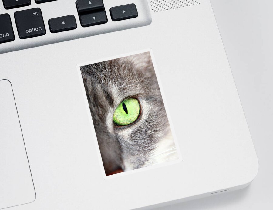 Cat Sticker featuring the photograph Keeping An Eye On You by Lens Art Photography By Larry Trager