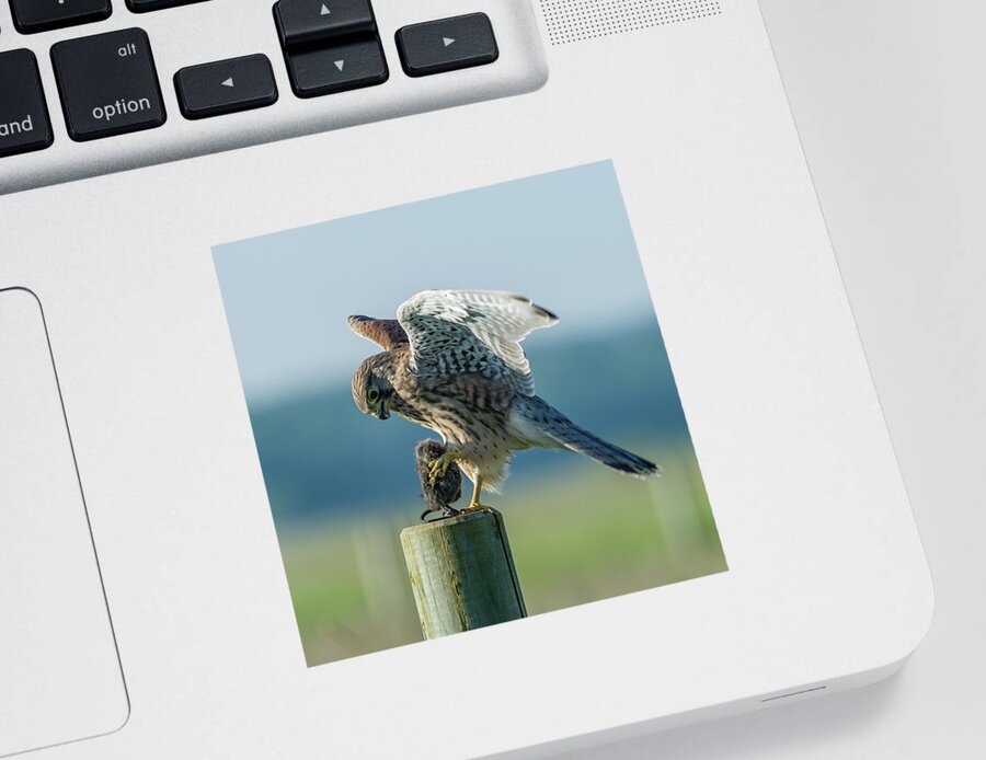 Kestrel's Landing Sticker featuring the photograph Kestrels landing with the prey on the roundpole by Torbjorn Swenelius
