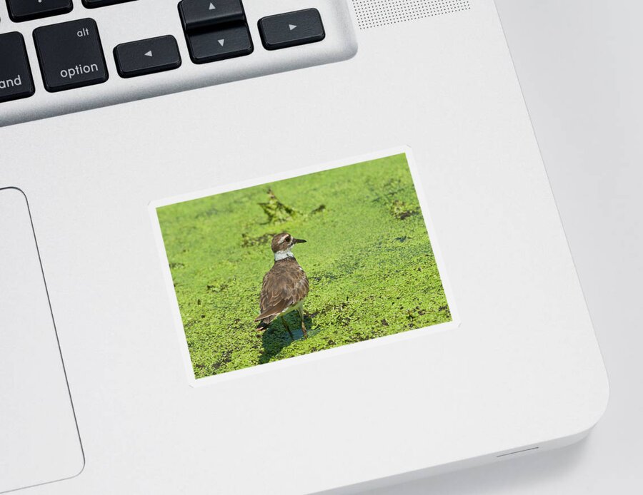 Wildlife Sticker featuring the photograph Killdeer - 6884 by Jerry Owens