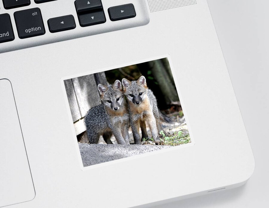 Kit Fox Sticker featuring the photograph Kit Fox6 by Torie Tiffany