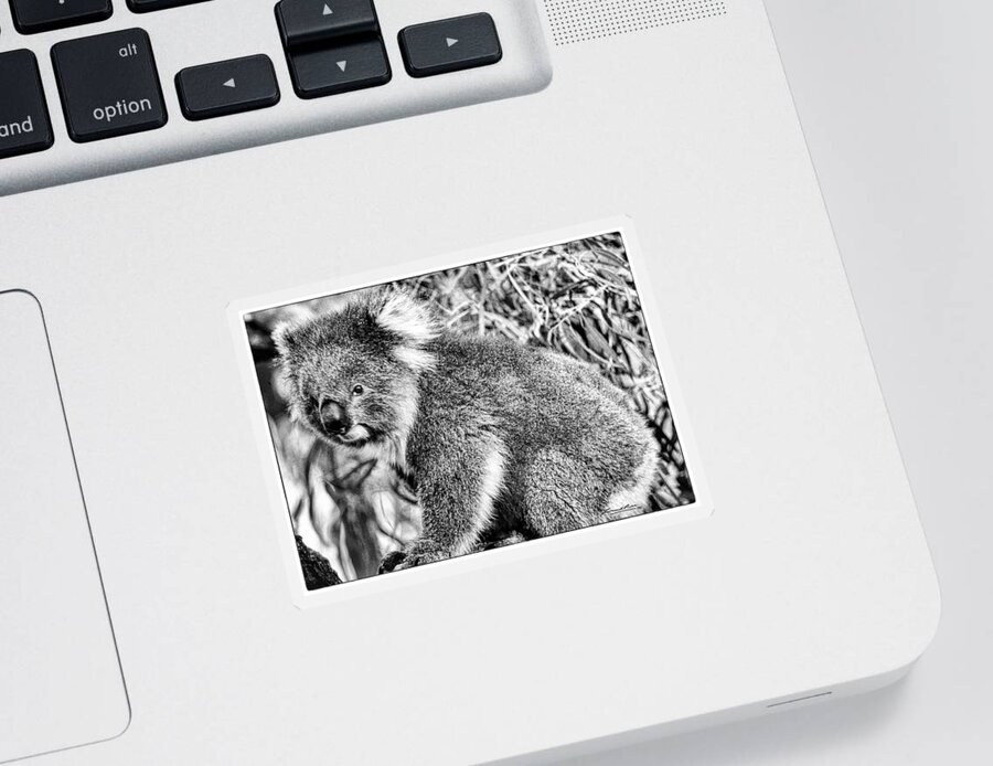 Big Stickers Set Australian Symbol Koalas Stock Vector (Royalty Free)  1741558415