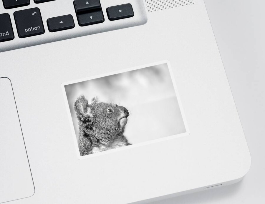 Koala Sticker featuring the photograph Koala portrait in Black and white by Gareth Parkes