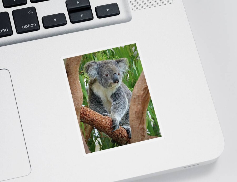 Koala Sticker featuring the photograph Koala by Sarah Lilja