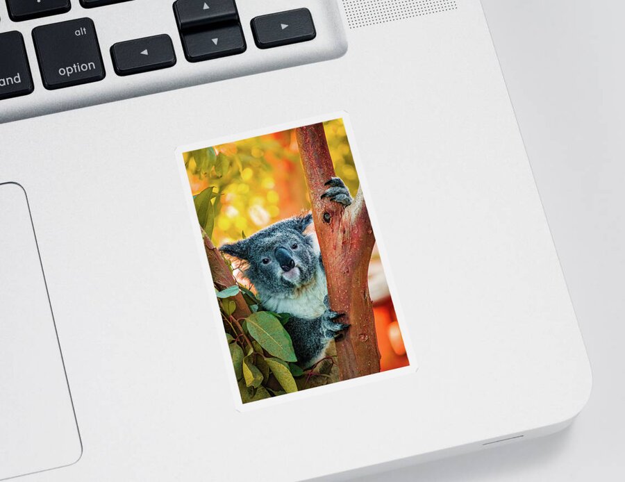 Koala Sticker featuring the photograph Koalafied Tree Hugger by Bonny Puckett