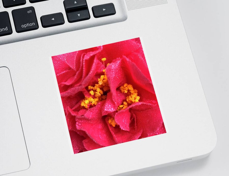 Flowers Sticker featuring the photograph Kramer Supreme Camellia Japonica in Clayton, North Carolina by Catherine Ludwig Donleycott