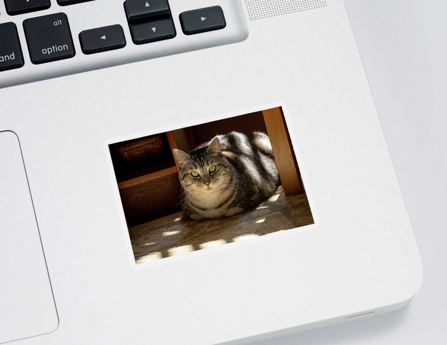 Cat Sticker featuring the photograph Lady of the Manor by Bonnie Follett