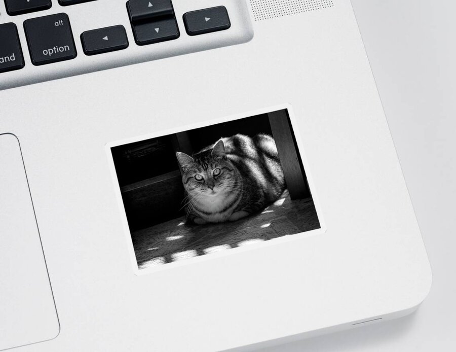 Cat Sticker featuring the photograph Lady of the Manor bw by Bonnie Follett