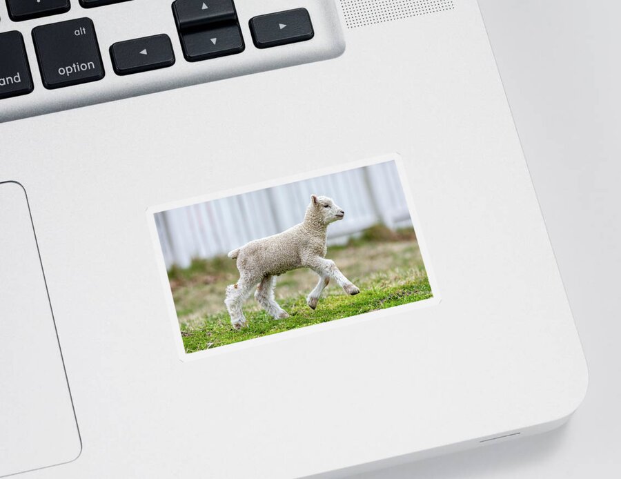 Sheep Sticker featuring the photograph Lamb Running by Lara Morrison
