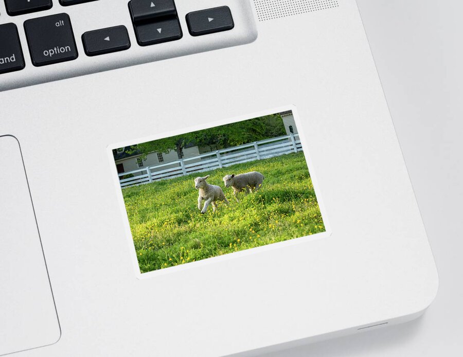 Lamb Sticker featuring the photograph Lambs Play in Spring Buttercups by Rachel Morrison