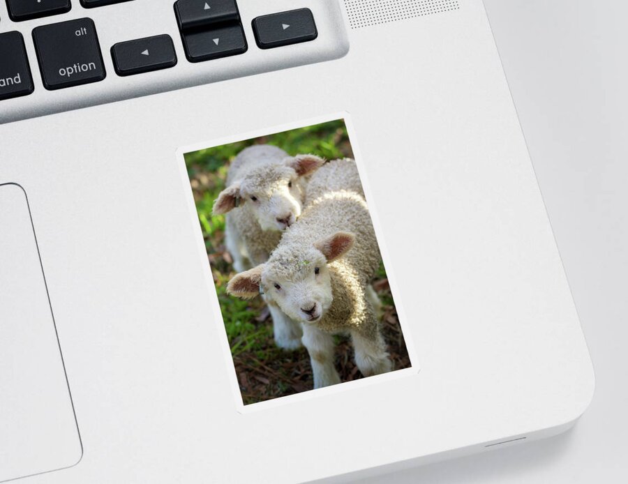 Lamb Sticker featuring the photograph Lambs by Rachel Morrison