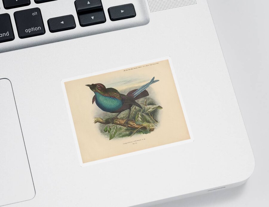 Bird Sticker featuring the mixed media Lamprothorax Wilhelminae by World Art Collective