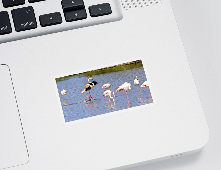 Flamingo Sticker featuring the photograph Landing Technique by Steve Templeton