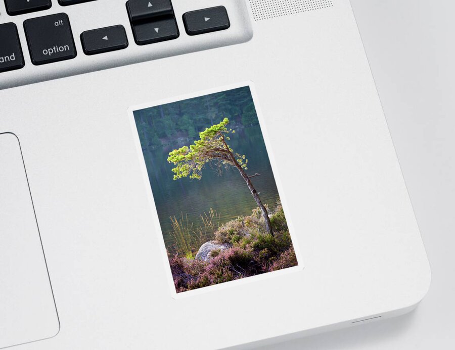 Pine Tree Sticker featuring the photograph Late summer light beside Loch An Eilein by Anita Nicholson