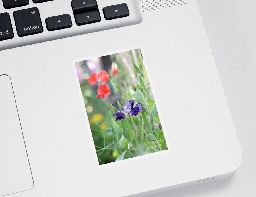 Sweet Pea Earl Grey Sticker featuring the photograph Sweet Pea Earl Grey Flowers by Tim Gainey