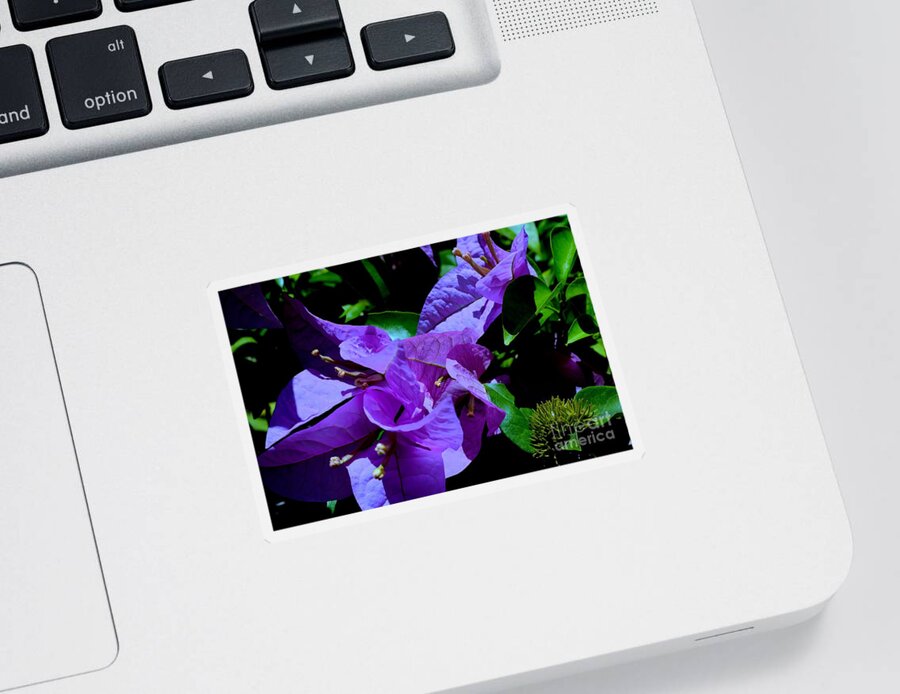 Lavender Flowers Sticker featuring the photograph Lavender Bougainvillea Flower by Mary Deal