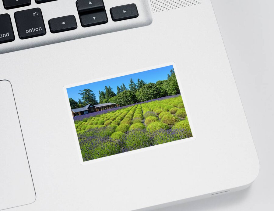 Garden Sticker featuring the photograph Lavender Farm by Bill Cubitt